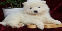 Outstanding Samoyed puppies for sale