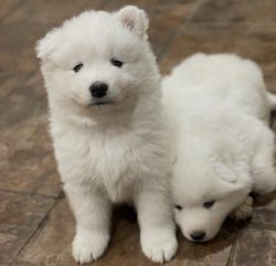 Purebred Samoyed Puppies For Sale