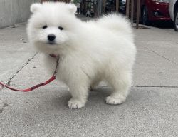 Looking for Samoyed puppy