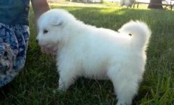 cute male and female samoyed puppies for sale.