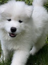 Samoyed Puppies for adoptin