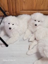 AKC Samoyed Puppies