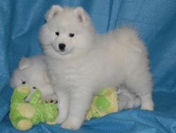 Well trained Samoyed puppies