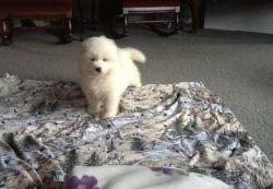 Samoyed puppies for re-homing