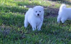 Samoyed Puppies For Lovely Homes