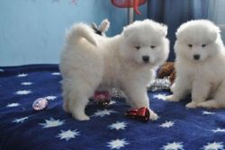 Snow white Samoyed puppies for sale.