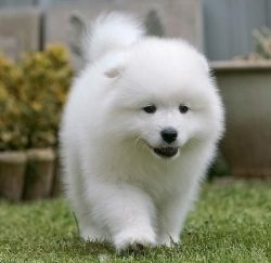 adoerble samoyed puppy for sale