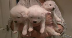 two absolutley gorgeous Samoyed puppies