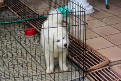 Gorgeous Samoyed puppies available