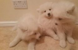 Beautiful Samoyed Puppies Ready Now