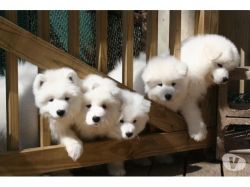 Trained Samoyed Puppies For Sale