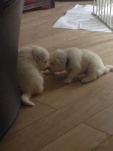 2 Stunning Samoyed Puppies 1 Male xxx) xxx-xxx0