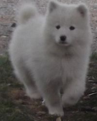 Samoyed Puppies Available For Caring Home.