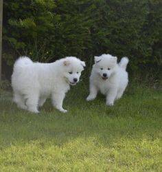 Samoyed Puppies for adoption