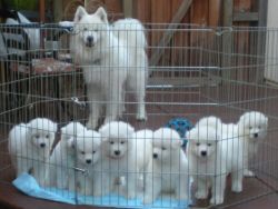 Cute Samoyed puppies for re-homing