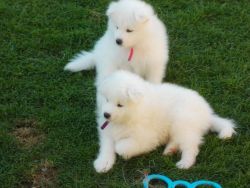 Samoyed puppies ready for new homes
