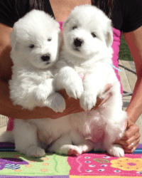 Samoyeds puppies for sale