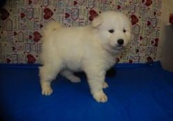 Health Certificate Akc Samoyed Puppies For Sale