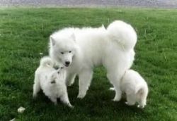 Available Now Charming Samoyed pups