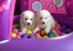Charming Samoyed pups