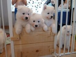 Charming Samoyed pups Stunning