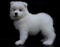 Akc Registration. Family Samoyed Puppies For Sale
