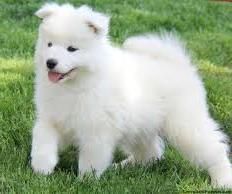 samoyed puppies for sale