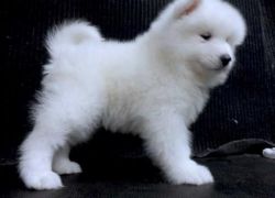 Akc Female And Male Samoyed Puppies For Sale