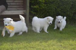 Stunning M/f Samoyed Puppies. Text xxx-xxx-xxxx