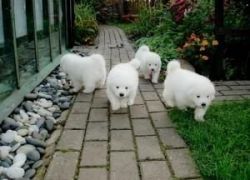 Charming Samoyed pups Available