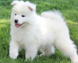 Grdrger Samoyed Puppies For Sale