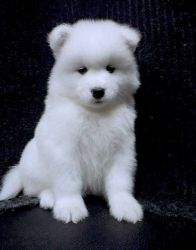 Samoyed Puppy For Sale