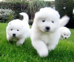 Samoyed puppies for sale $500