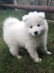 Beautiful Samoyed Puppies Ready This Weekend!