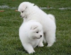 Adorable Samoyed puppies ready for adoption