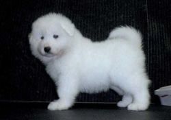 Magnificent and Sweet Samoyed Puppies Ready