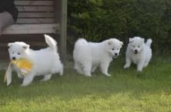 Cute Samoyed Puppies For Sale Â£250