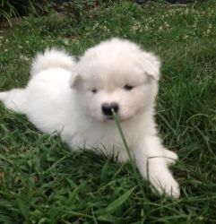 male and female Samoyed puppies
