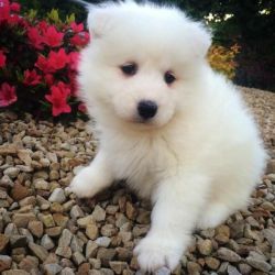 Pedigree Samoyed Puppies for sale