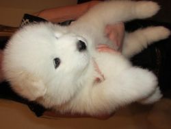 Two adorable 10 week old puppies Samoyed