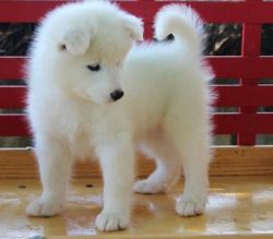 samoyed puppies now ready for sale to good homes