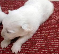 samoyed puppy for sale