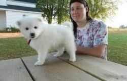 Awesome AKC registered Samoyed puppies
