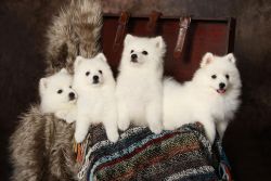 Stunning extremely well bred Japanese Spitz Pups