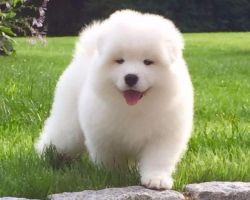 Beautiful and lovely home trained Samoyed puppies
