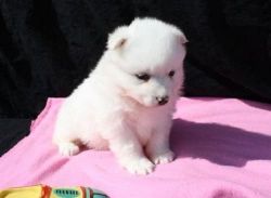 Angelic White samoyed puppies for sale