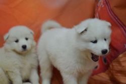 (xxx)-xxx-xxxx Samoyed Puppies For Re-homing
