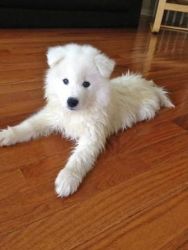 Sweet And Good Samoyed Puppies Ready