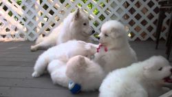 brave Samoyed puppies