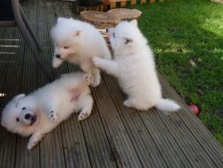Samoyed Puppies Ready